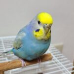 家族がコロナ感染後、体調悪化