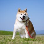 犬の体調不良、食欲不振