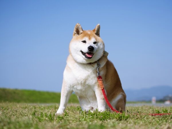 家族の争い